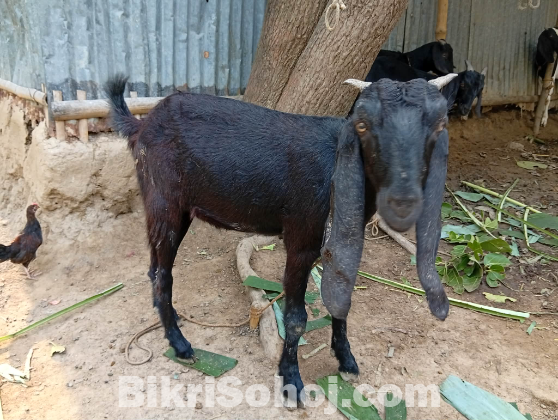 সুন্দর কোরবানির ছাগল বিক্রি হবে